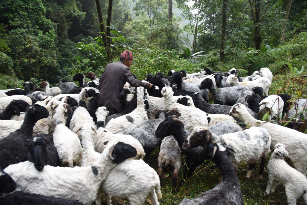 A Day in the Life of a Herder in West&nbsp;Sikkim